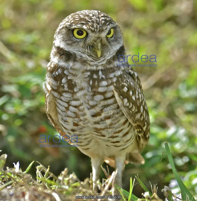 : Burrowing Owl : Burrowing Owl