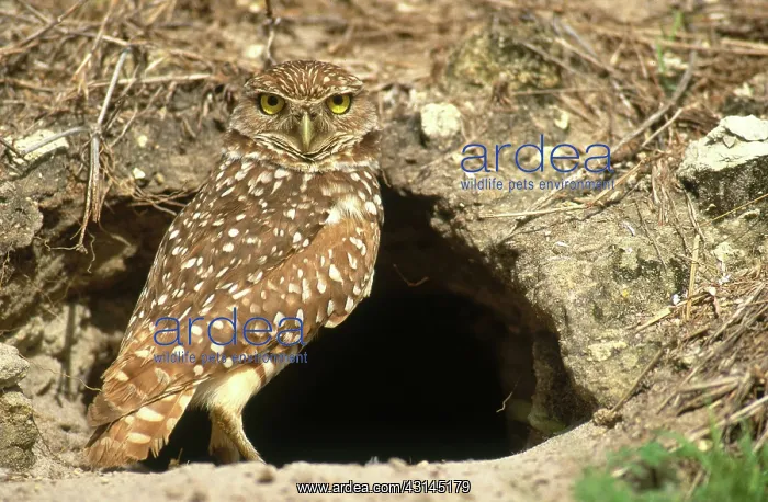 : Burrowing Owl : Burrowing Owl