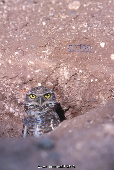: Burrowing Owl : Burrowing Owl