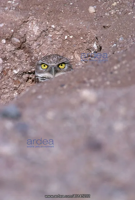: Burrowing Owl : Burrowing Owl