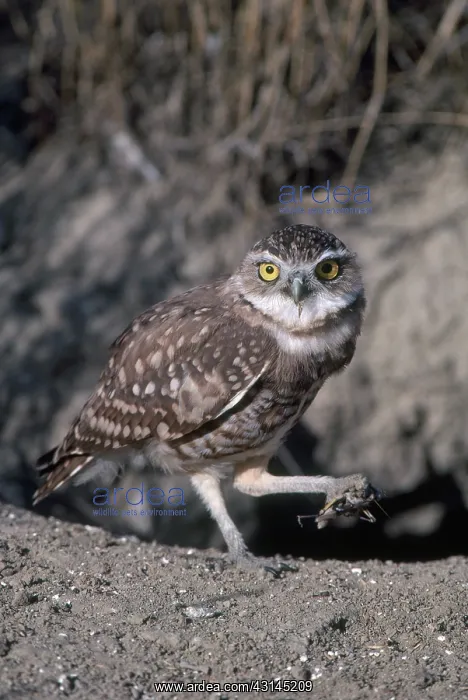 : Burrowing Owl : Burrowing Owl