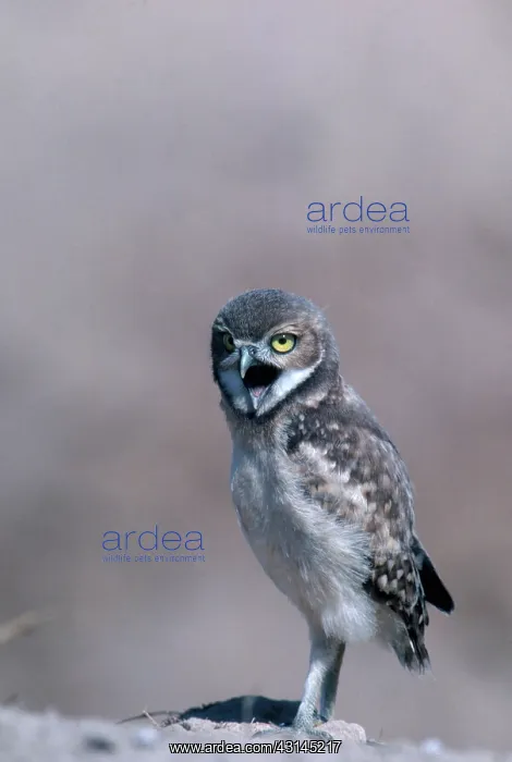 : Burrowing Owl : Burrowing Owl