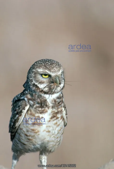 : Burrowing Owl : Burrowing Owl