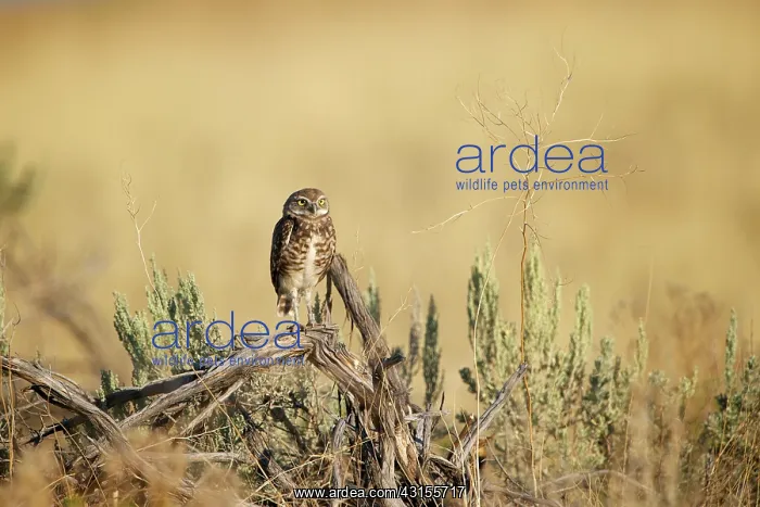 : Burrowing Owl : Burrowing Owl