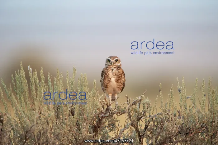 : Burrowing Owl : Burrowing Owl