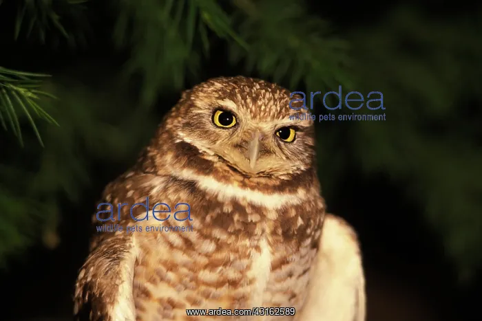 : Burrowing Owl : Burrowing Owl