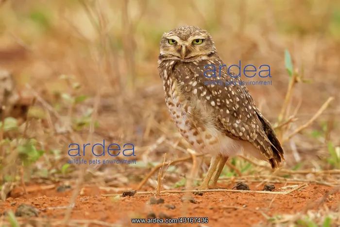 : Burrowing Owl : Burrowing Owl