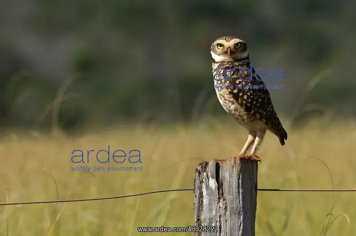 : Burrowing Owl : Burrowing Owl