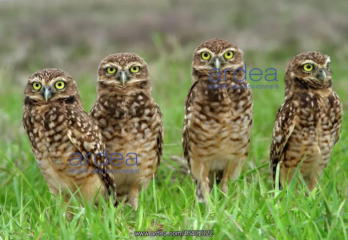 : Burrowing Owl : Burrowing Owl