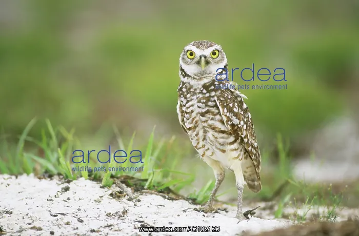 : Burrowing Owl (Athene cunicularia) : Burrowing Owl (Athene cunicularia)