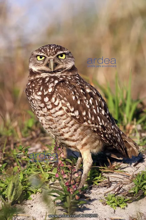 : Burrowing Owl (Athene cunicularia) : Burrowing Owl (Athene cunicularia)