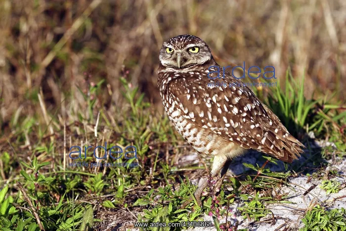 : Burrowing Owl (Athene cunicularia) : Burrowing Owl (Athene cunicularia)