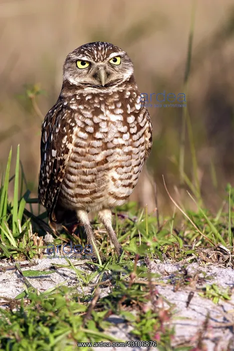 : Burrowing Owl (Athene cunicularia) : Burrowing Owl (Athene cunicularia)
