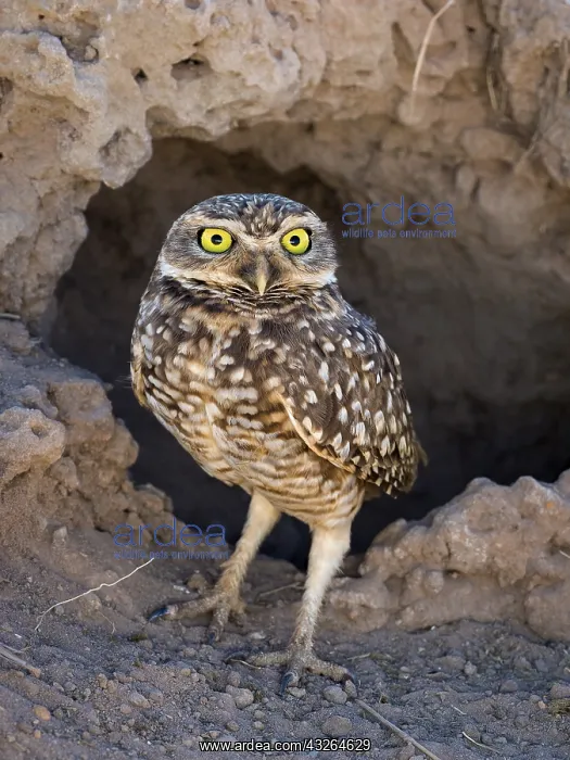 : Burrowing Owl (Athene cunicularia), in front of : Burrowing Owl (Athene cunicularia), in front of