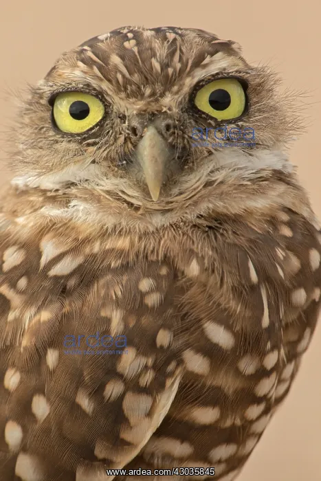  : burrowing owl, (Athene cunicularia), Arizona