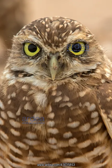 : burrowing owl (Athene cunicularia), Arizona