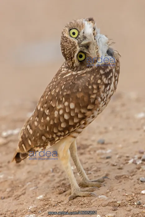  : burrowing owl (Athene cunicularia), Arizona