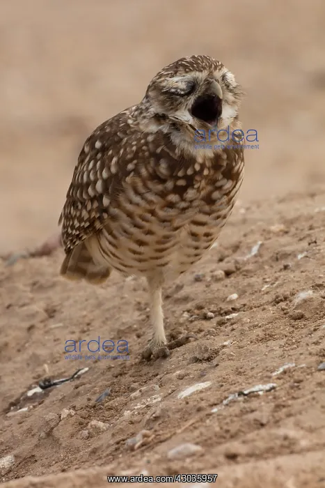  : burrowing owl (Athene cunicularia), Arizona