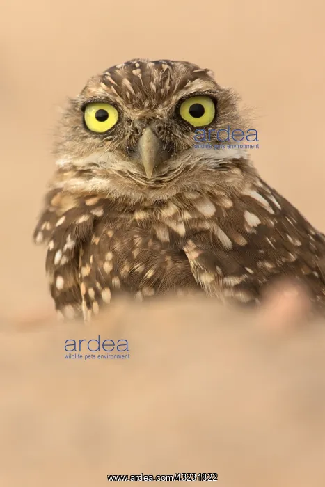  : burrowing owl, (Athene cunicularia), Arizona
