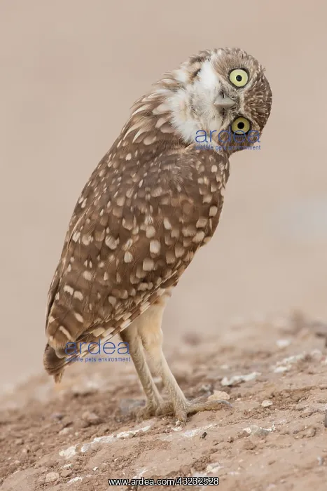  : burrowing owl (Athene cunicularia), Arizona