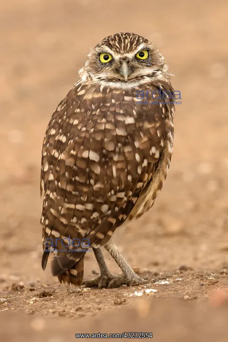  : burrowing owl, (Athene cunicularia), Arizona