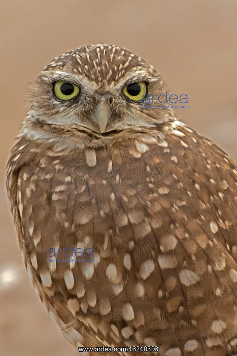  : burrowing owl (Athene cunicularia), Arizona