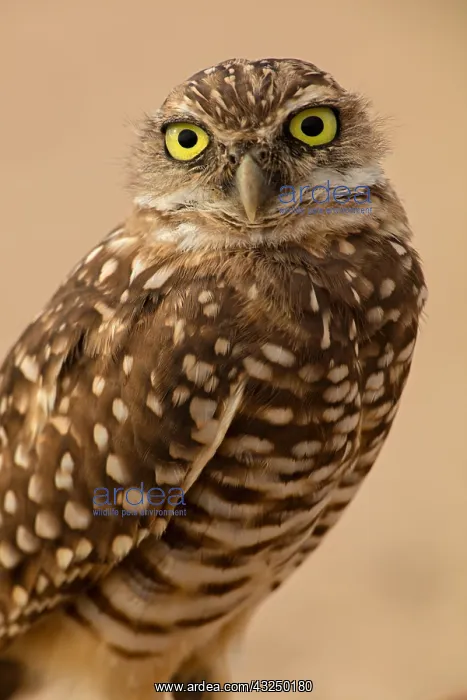  : burrowing owl, (Athene cunicularia), Arizona
