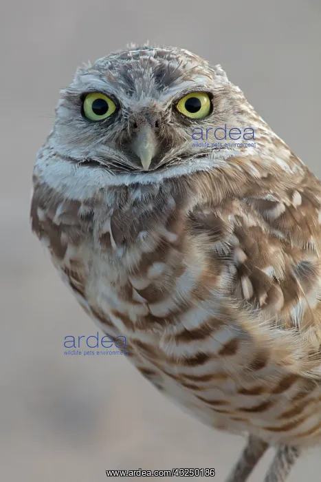  : burrowing owl, (Athene cunicularia), Arizona