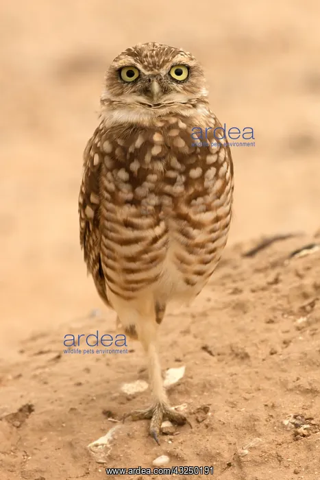  : burrowing owl, (Athene cunicularia), Arizona