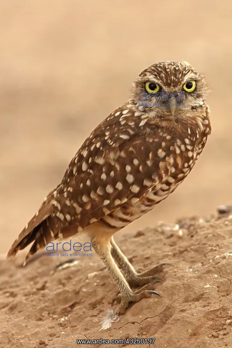  : burrowing owl (Athene cunicularia), Arizona