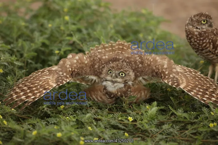: burrowing owl (Athene cunicularia), Arizona : burrowing owl (Athene cunicularia), Arizona