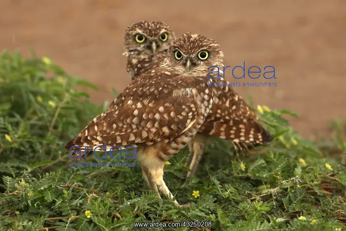 : burrowing owl (Athene cunicularia), Arizona : burrowing owl (Athene cunicularia), Arizona