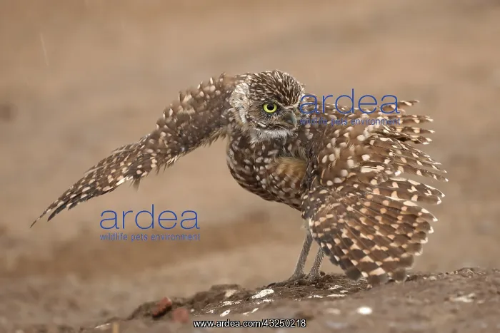 : burrowing owl (Athene cunicularia), Arizona : burrowing owl (Athene cunicularia), Arizona