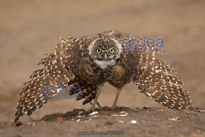  : burrowing owl (Athene cunicularia), Arizona
