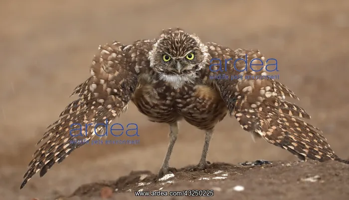 : burrowing owl (Athene cunicularia), Arizona : burrowing owl (Athene cunicularia), Arizona