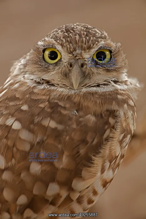  : burrowing owl (Athene cunicularia), Arizona