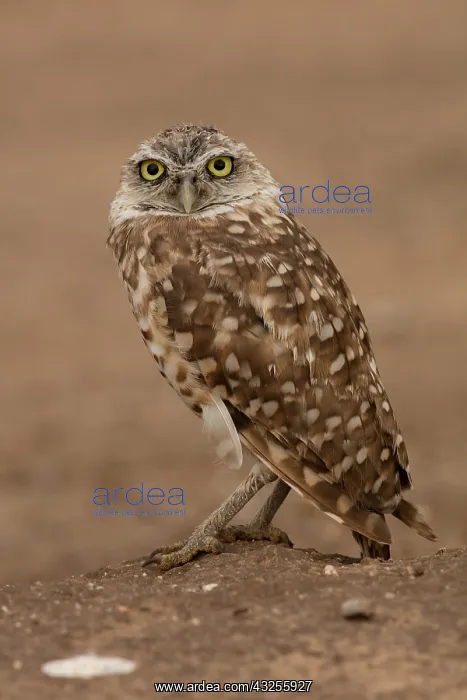  : burrowing owl (Athene cunicularia), Arizona