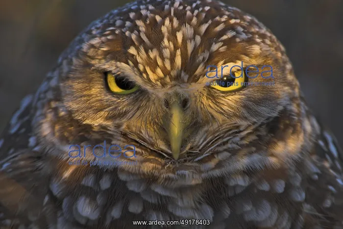 : Burrowing Owl (Athene cunicularia), Florida, USA : Burrowing Owl (Athene cunicularia), Florida, USA