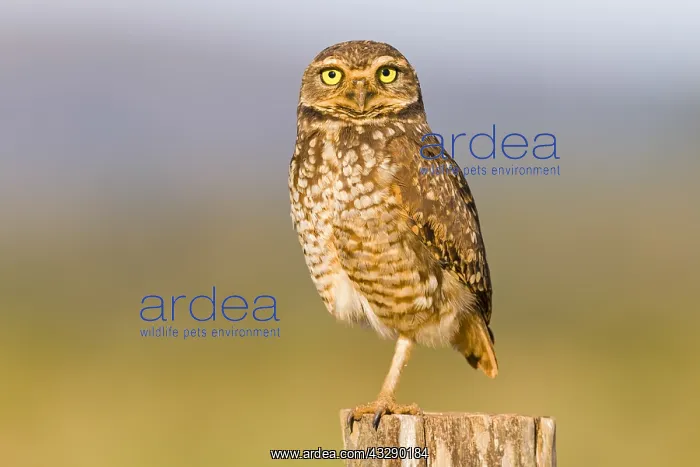 : Burrowing Owl (Athene cunicularia) on the looko : Burrowing Owl (Athene cunicularia) on the looko