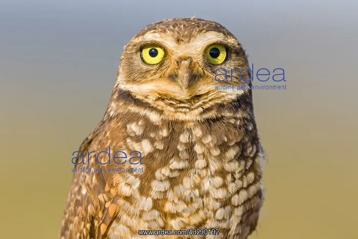 : Burrowing Owl (Athene cunicularia) on the looko : Burrowing Owl (Athene cunicularia) on the looko