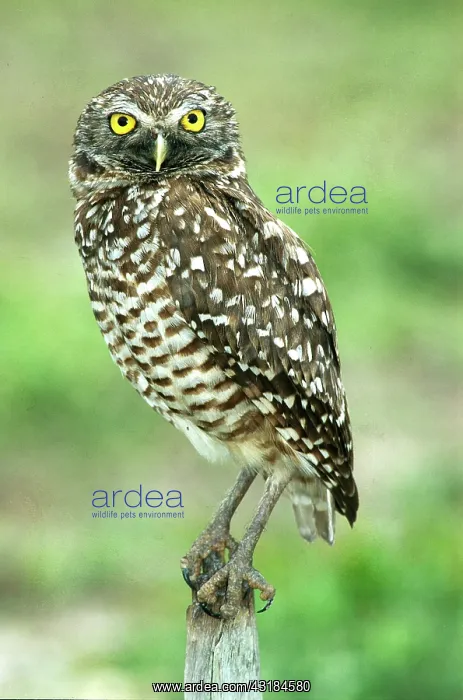  : Burrowing owl (Athene cunicularia) on perch, Florida