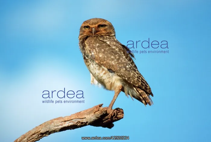  : BURROWING OWL ON BRANCH