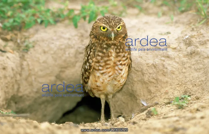  : BURROWING OWL - BURROW BEHIND