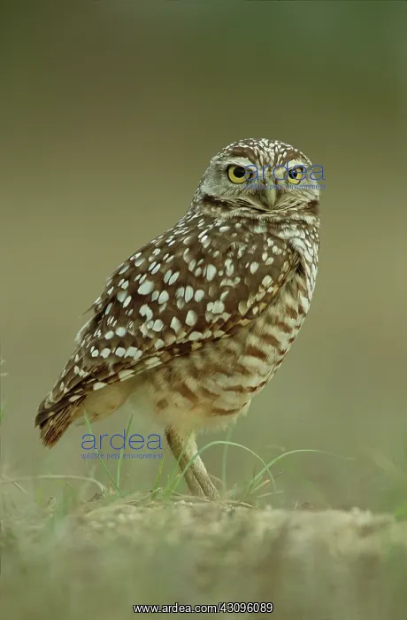 : Burrowing Owl at burrow : Burrowing Owl at burrow