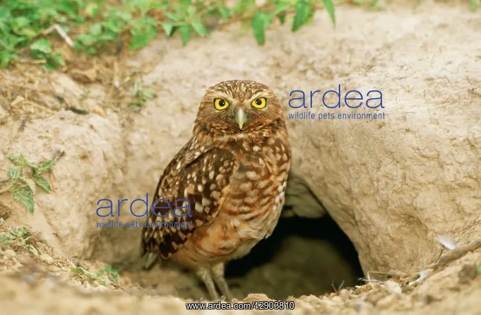 : Burrowing OWL - at burrow entrance : Burrowing OWL - at burrow entrance