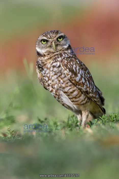 : Burrowing owl, Cape Coral, Florida : Burrowing owl, Cape Coral, Florida