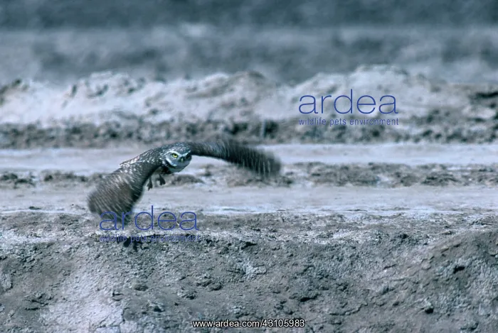 : Burrowing Owl in Flight : Burrowing Owl in Flight