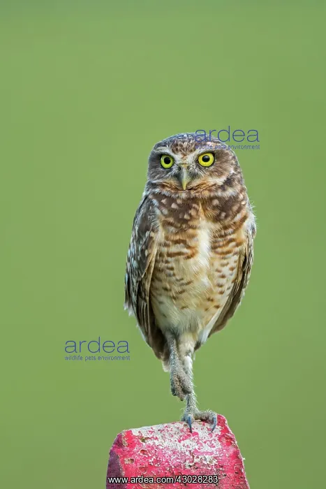  : Burrowing Owl, Los Llanos, Colombia