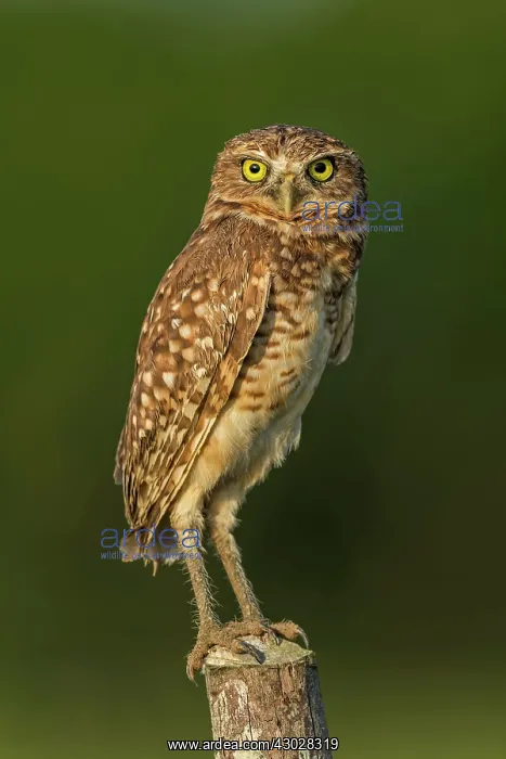  : Burrowing Owl, Los Llanos, Colombia