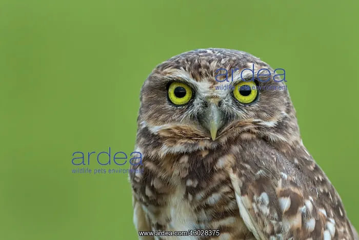  : Burrowing Owl, Los Llanos, Colombia
